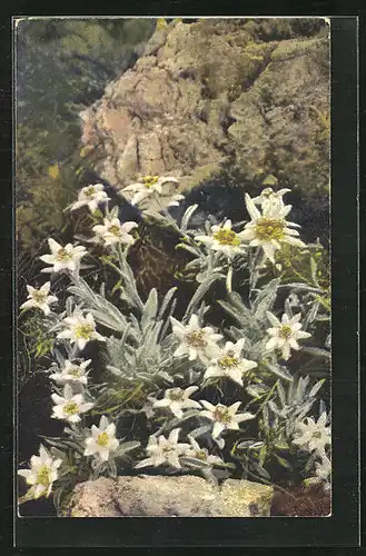 Künstler-AK Photochromie Nr. 1226: Leontopodium alpinum, Edelweiss