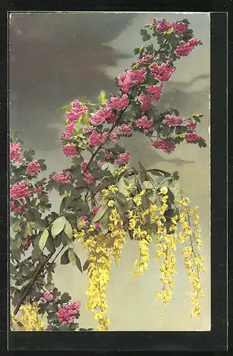 Künstler-AK Photochromie Nr. 549: Blüten am Zweig