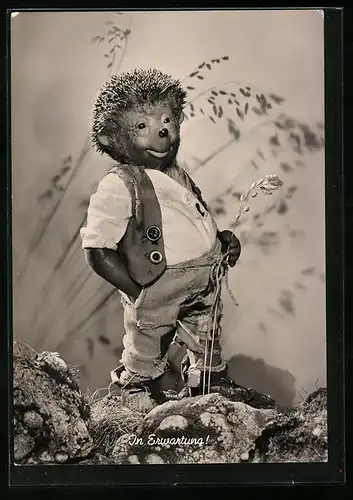 AK Mecki in Erwartung