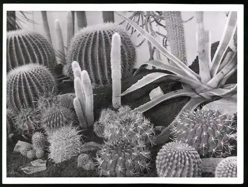 Fotografie Gerhard Riebicke, Berlin, Kaktus, verschiedene Kakteen ausgestellt auf der Grünen Woche zu Berlin