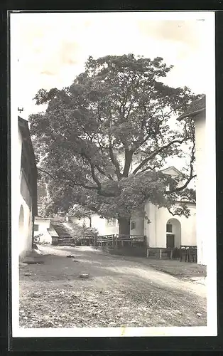 AK Kosumberk, Letni restaurace pod Lindusi