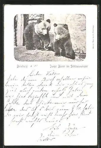 AK Bernburg, Junge Bären im Schlosszwinger