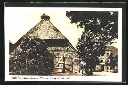 AK Kellenhusen i. Holst., Storchennest auf Wintershof