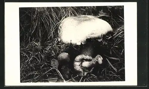 AK natürlich gewachsener Pilz im hohen Waldgras