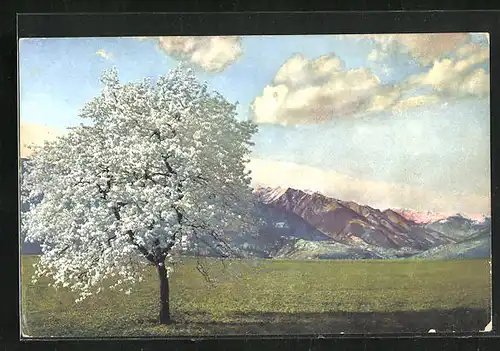 Künstler-AK Photochromie Nr. 2717: Tirol, Obstblüte im Frühling