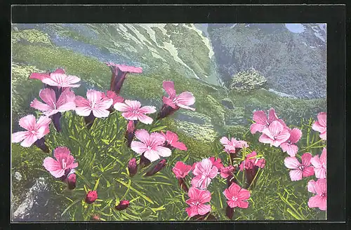 Künstler-AK Photochromie Nr. 1560: Dianthus glacialis