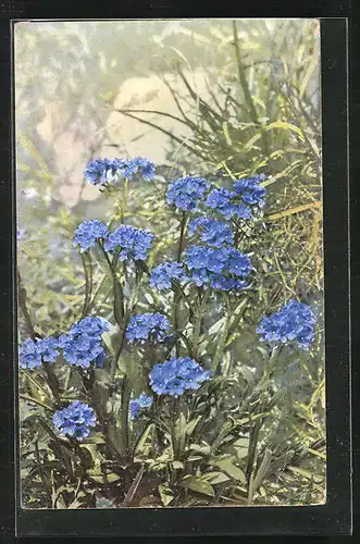 Künstler-AK Photochromie Nr. 457: Myosotis alpestris, Alpen-Vergissmeinnicht