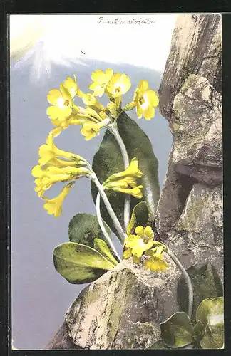 Künstler-AK Photochromie Nr. 463: Primula auricula, Aurikel