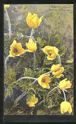 Künstler-AK Photochromie Nr. 459: Pulsatilla alpina, Anemone sulphurea, Alpen-Kuhschelle