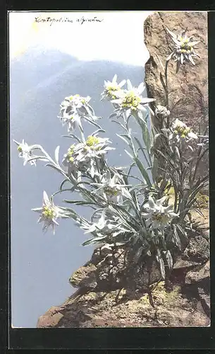 Künstler-AK Photochromie Nr. 447: Leontopodium alpinum, Alpen-Edelweiss