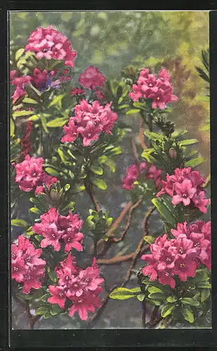 Künstler-AK Photochromie Nr. 1571: Rhododendron ferrugineum, Rostblättrige Alpenrose