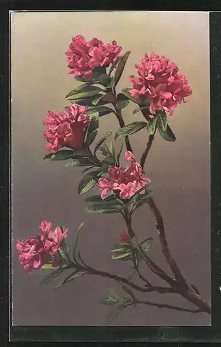 Künstler-AK Photochromie Nr. 1365: Zweig mit roten Blüten