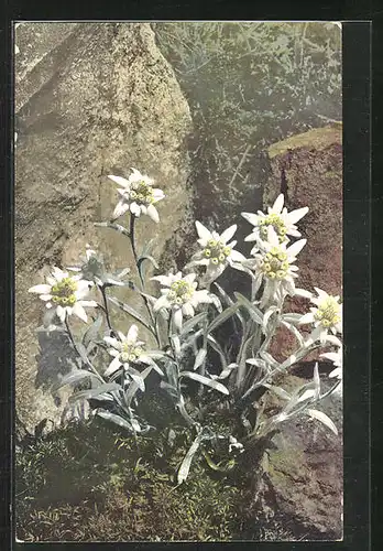 Künstler-AK Photochromie Nr. 500: Leontopodium alpinum, Alpen-Edelweiss