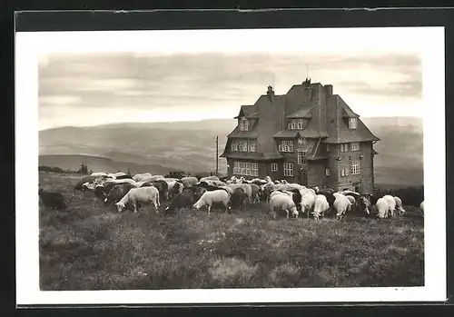 AK Radhost, Hotel Radegost mit Schafherde