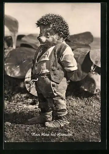 AK Mein Herz hat Heimweh, Mecki steht auf einem Feld