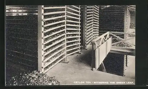 AK Ceylon Tea - Withering the Green Leaf