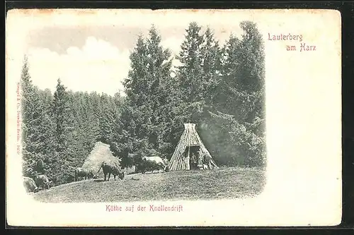 AK Lauterberg am Harz, Köthe auf der Knollendrift, Forstwirtschaft