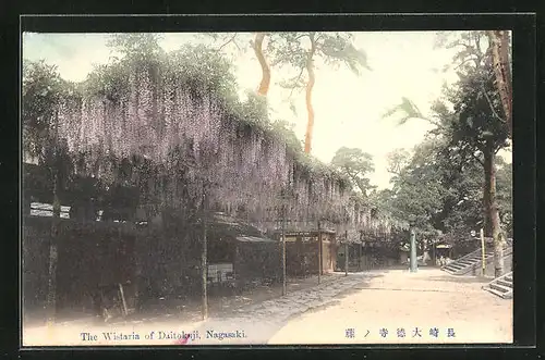 AK Nagasaki, The Wistaria of Daitokuji