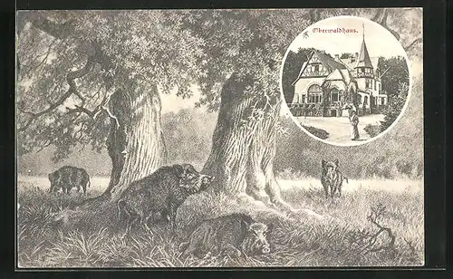 AK Darmstadt, Gasthof Oberwaldhaus, Wildschweine im Wald