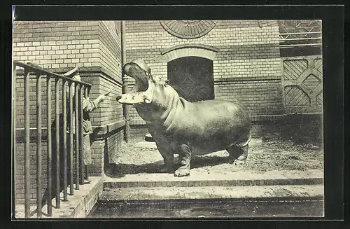 AK Pfleger füttert Nilpferd