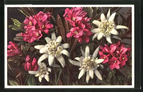 Foto-AK Emanuel Gyger: Rostblättrige Alpenrose und Edelsweiss