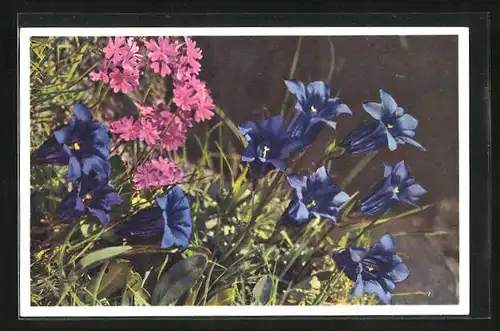 Foto-AK Emanuel Gyger: Primula farinosa, Mehlprimel und Clusius Enzian