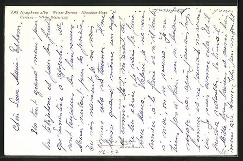Foto-AK Emanuel Gyger: Nymphaea alba, Weisse Seerose