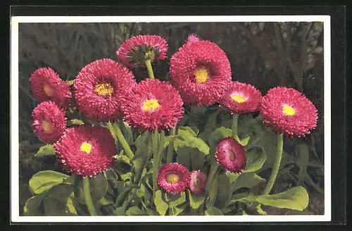 Foto-AK Emanuel Gyger: Bellis perennis, Garten-Massliebchen