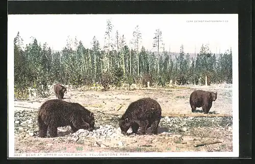 AK Yellowstone Park, WY, Bears at upper geysir basin