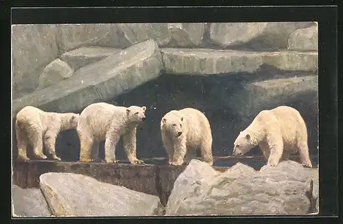 Künstler-AK Hamburg, Carl Hagenbeck`s Tierpark, Eisbären im Gehege