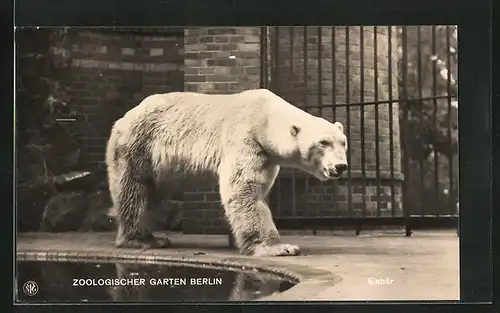 AK Berlin, Zoologischer Garten, Eisbär am Wasserloch