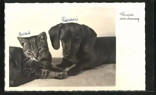 AK Tierischer Konsenz, Katze und Dackel liegen gemeinsam