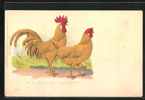 Künstler-AK Hühnerrasse Italiener gelb, Leghorns fauves, Männchen und Weibchen