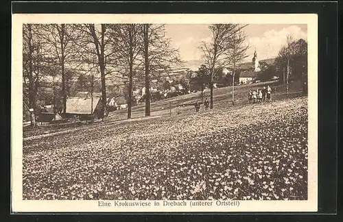 AK Drebach, Eine Krokuswiese im unteren Ortsteil