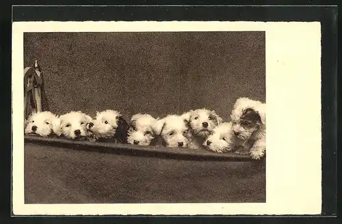 AK Terrier-Welpen in einer Reihe