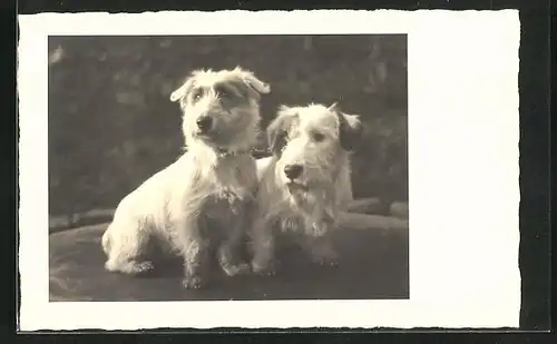 Foto-AK Terrier mit wachem Blick