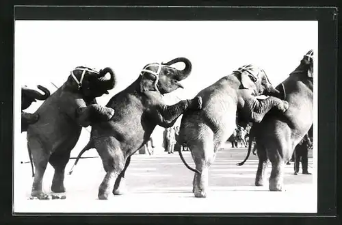 AK Elefanten bei akrobatischer Vorführung