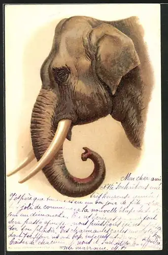 Künstler-AK Elefantenkopf im Profil