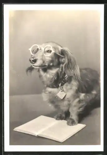 AK vermenschlichter Dackel im Stile eines Professors mit Brille über Buch