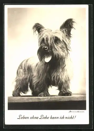 AK Terrier mit herausgestreckter Zunge