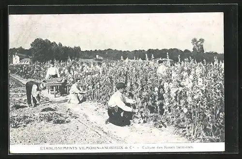 AK Verrieres-le-Buisson, Culture des Roses trémières