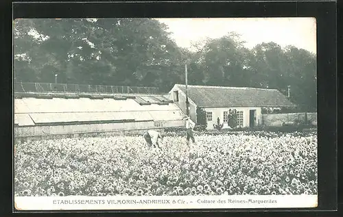 AK Verrieres-le-Buisson, Culture des Reines-Marguerites