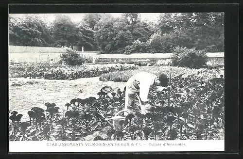 AK Verrieres-le-Buisson, Culture d`Amarantes