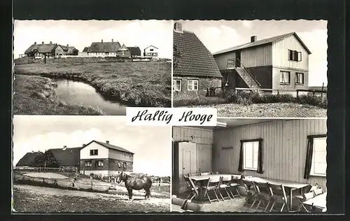 AK Hallig Hooge, Schulwarft, Jugendlager C. Binge, Pferd auf Weide