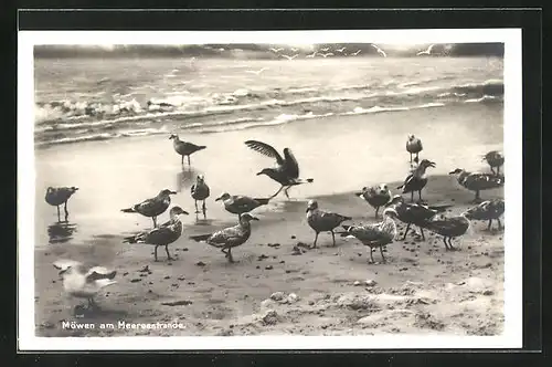 AK Horst, Möwen am Meeresstrande