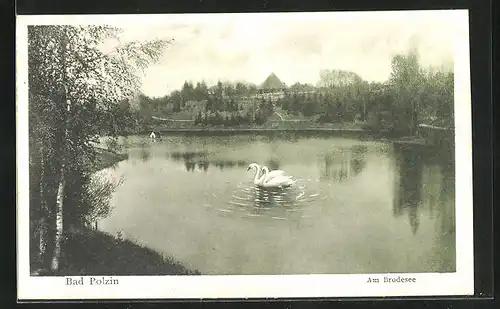 AK Bad Polzin, Schwanenpaar auf dem Brodesee