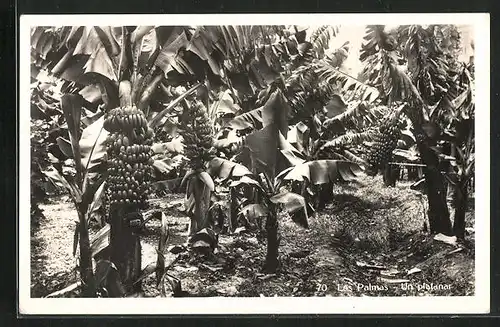 AK Las Palmas, Un Platanar