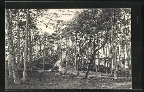 AK Hohe Wand, im Wald am Osenberge