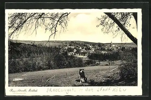 AK Ruppichteroth im Bröltal, Kuh auf der Weide mit Blick auf die gesamte Ortschaft