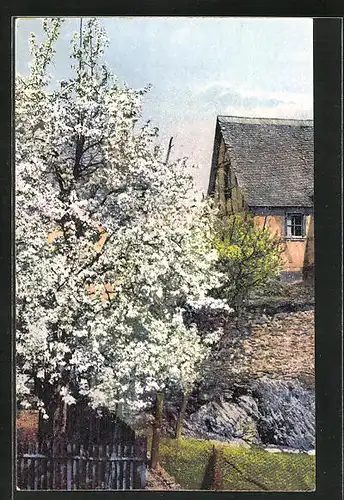 Künstler-AK Photochromie Nr. 2444: Frühlingsmotiv, Baum in weisser Blüte am Haus